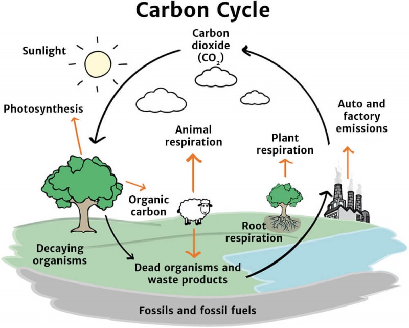 The Carbon Cycle - Knowledge Bank - Zero Positive