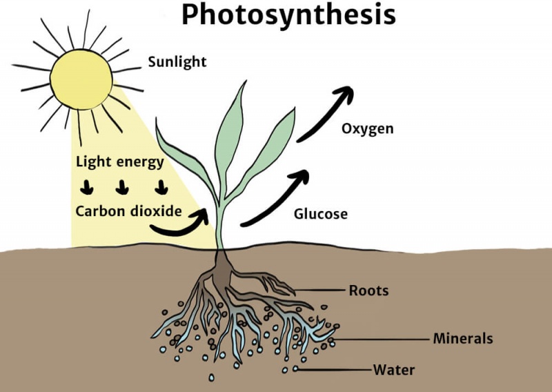 The Carbon Cycle - Knowledge Bank - Zero Positive