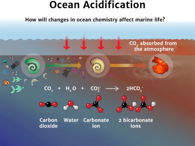 What is Ocean Acidification Diagram