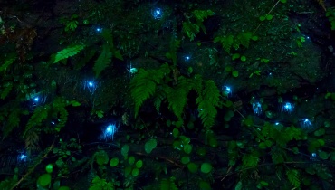 glow worms